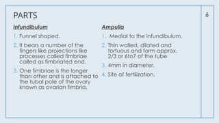 6
PARTS
Infundibulum
1. Funnel shaped.
2. It bears a number of the
fingers like projections like
processes called fimbriae
called as fimbriated end.
3. One fimbriae is the longer
than other and is attached to
the tubal pole of the ovary
known as ovarian fimbria.
Ampulla
1. Medial to the infundibulum.
2. Thin walled, dilated and
tortuous and form approx.
2/3 or 6to7 of the tube
3. 4mm in diameter.
4. Site of fertilization.
 