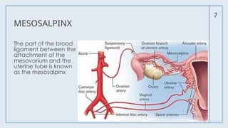 MESOSALPINX
The part of the broad
ligament between the
attachment of the
mesovarium and the
uterine tube is known
as the mesosalpinx
7
 
