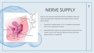 9
NERVE SUPPLY
MOST OF THE TUBULAR LYMPHATICS JOIN THE LYMPHATIC FROM THE
OVARY AND DRAIN WITH THEM INTO THE LATERAL AORTIC AND FREE
EROTIC NOTES
1. SYMPATHETIC NERVES FROM T10 TO L2 SEGMENTS ARE DERIVED
FROM THE HYPOGASTRIC PLEXUSES.
2. PARASYMPATHETIC NERVES ARE DERIVED FROM THE VAGUS FOR THE
LATERAL HALF OF THE TUBE AND FROM THE PELVIC SPLANCHIC
NERVES FROM S2-24 SEGMENTS.
 