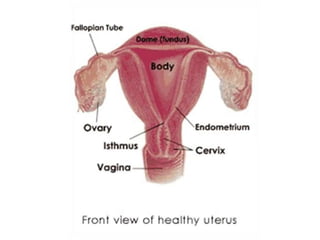 • Ligaments of uterus
  – Uterosacral ligament
  – Transverse cervical/ Mackenrodt’s lig
  – Pubovesicocervical lig
  – Ro...