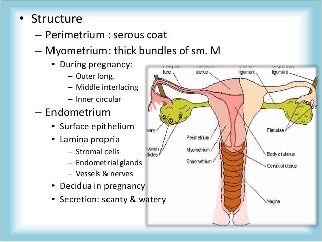 Anatomy of female genital tract
