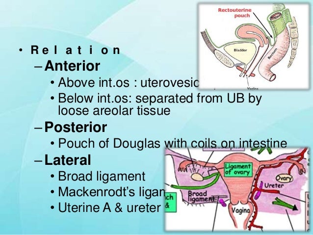 Anatomy of female genital tract
