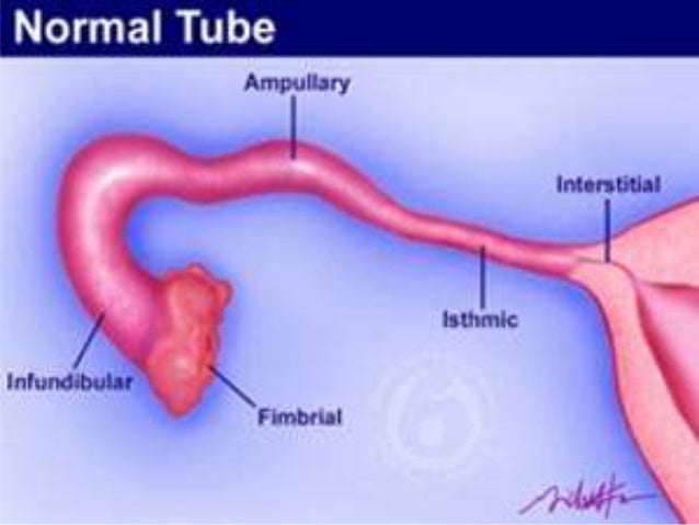 Anatomy Of Female Genital Tract anatomy-of-female-genital-tract