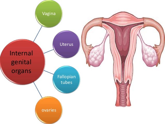 Anatomy of female genital tract