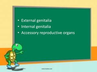 • External genitalia
• Internal genitalia
• Accessory reproductive organs
 