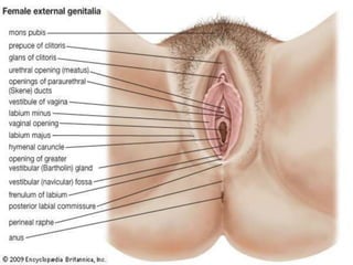 External Genital Organs(vulva)
• Mons pubis
• Labia majora
• Labia minora
• Clitoris
• Vestibule of the vagina
External u...