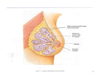 Anatomyof female genital tract