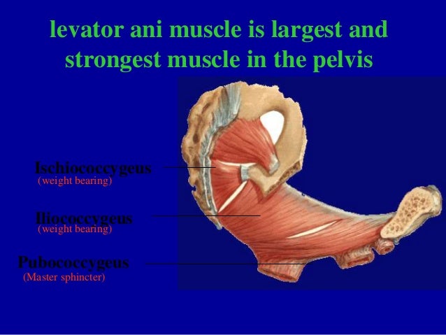 Anatomyof female genital tract
