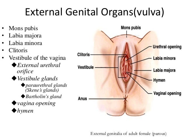 Female orgasm diagram