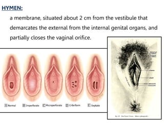 Anatomy of female genital tract