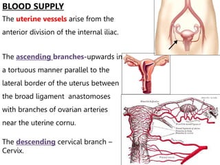 Anatomy of female genital tract
