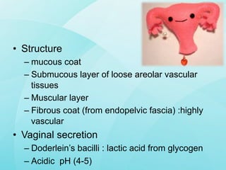 Anatomy of female genital tract | PDF
