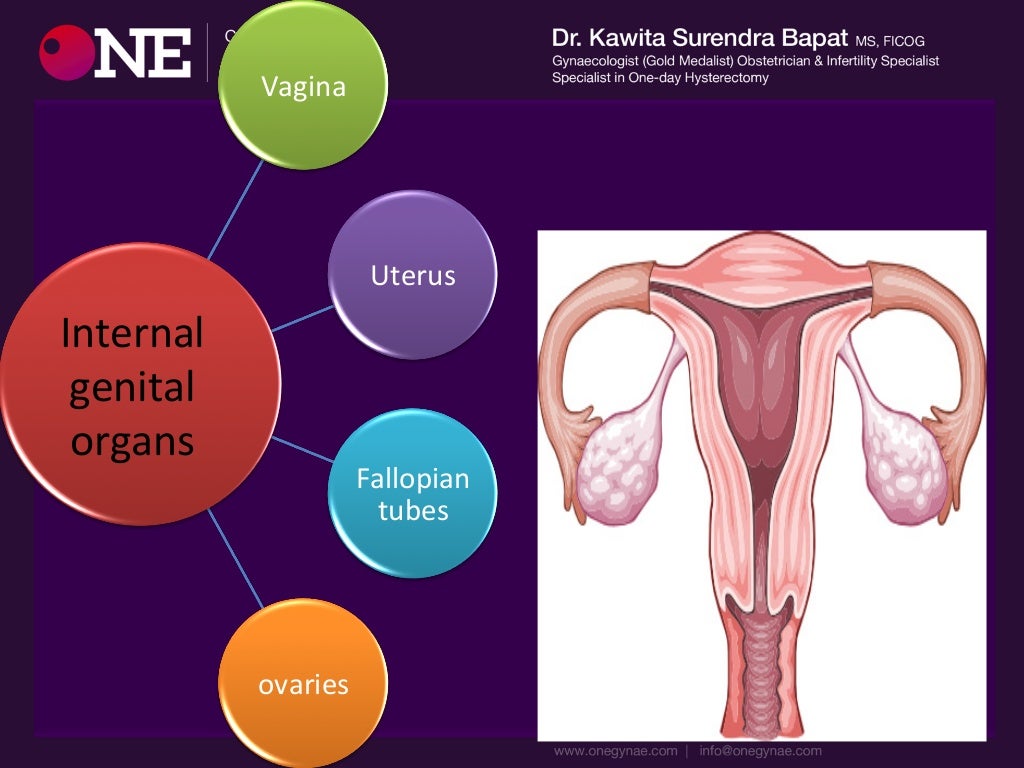 Anatomy of female genital tract