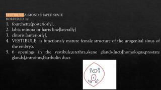 In detail ANATOMY OF FEMALE GENITAL TRACT-2.pptx