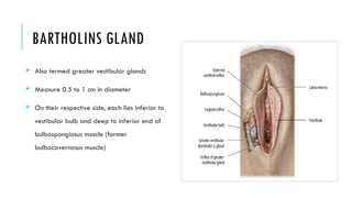 Comprehensive Anatomy of Female Reproductive Organs and Clinical ...