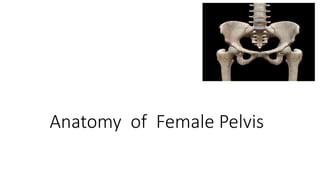 Anatomy of Female Pelvis
 