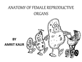 ANATOMY OF FEMALE REPRODUCTIVE
ORGANS
BY
AMRIT KAUR
 
