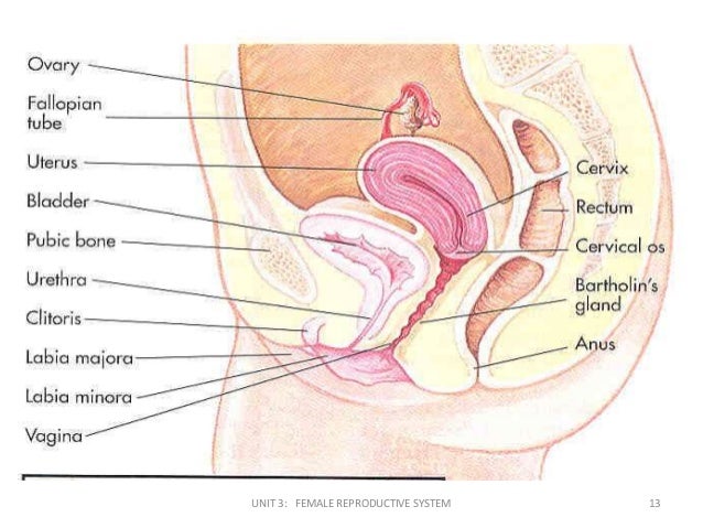 What are some of the parts of the female reproductive system?