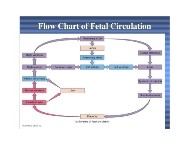 Female Reproductive System Flow Chart