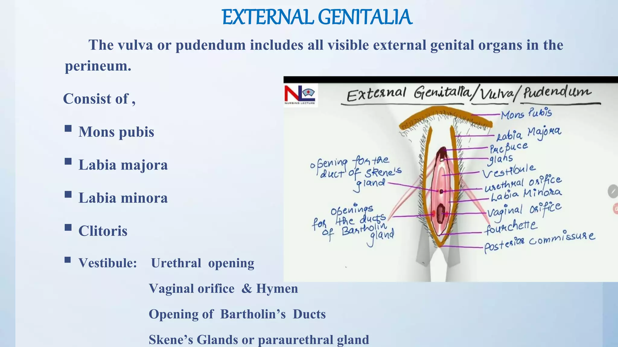 Anatomy Of Female Reproductive Organs PPTX