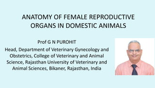 ANATOMY OF FEMALE REPRODUCTIVE
ORGANS IN DOMESTIC ANIMALS
Prof G N PUROHIT
Head, Department of Veterinary Gynecology and
Obstetrics, College of Veterinary and Animal
Science, Rajasthan University of Veterinary and
Animal Sciences, Bikaner, Rajasthan, India
 