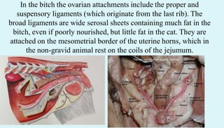 In the bitch the ovarian attachments include the proper and
suspensory ligaments (which originate from the last rib). The
broad ligaments are wide serosal sheets containing much fat in the
bitch, even if poorly nourished, but little fat in the cat. They are
attached on the mesometrial border of the uterine horns, which in
the non-gravid animal rest on the coils of the jejumum.
 