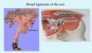 Broad ligaments of the sow
 