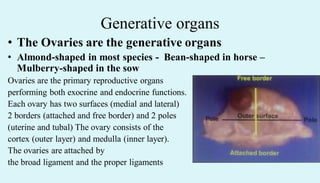 Generative organs
• The Ovaries are the generative organs
• Almond-shaped in most species - Bean-shaped in horse –
Mulberry-shaped in the sow
Ovaries are the primary reproductive organs
performing both exocrine and endocrine functions.
Each ovary has two surfaces (medial and lateral)
2 borders (attached and free border) and 2 poles
(uterine and tubal) The ovary consists of the
cortex (outer layer) and medulla (inner layer).
The ovaries are attached by
the broad ligament and the proper ligaments
 