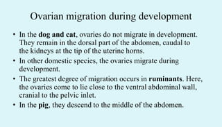 Ovarian migration during development
• In the dog and cat, ovaries do not migrate in development.
They remain in the dorsal part of the abdomen, caudal to
the kidneys at the tip of the uterine horns.
• In other domestic species, the ovaries migrate during
development.
• The greatest degree of migration occurs in ruminants. Here,
the ovaries come to lie close to the ventral abdominal wall,
cranial to the pelvic inlet.
• In the pig, they descend to the middle of the abdomen.
 