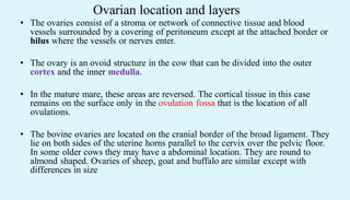 • The ovaries consist of a stroma or network of connective tissue and blood
vessels surrounded by a covering of peritoneum except at the attached border or
hilus where the vessels or nerves enter.
• The ovary is an ovoid structure in the cow that can be divided into the outer
cortex and the inner medulla.
• In the mature mare, these areas are reversed. The cortical tissue in this case
remains on the surface only in the ovulation fossa that is the location of all
ovulations.
• The bovine ovaries are located on the cranial border of the broad ligament. They
lie on both sides of the uterine horns parallel to the cervix over the pelvic floor.
In some older cows they may have a abdominal location. They are round to
almond shaped. Ovaries of sheep, goat and buffalo are similar except with
differences in size
Ovarian location and layers
 