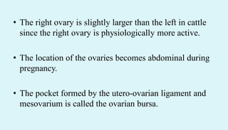 • The right ovary is slightly larger than the left in cattle
since the right ovary is physiologically more active.
• The location of the ovaries becomes abdominal during
pregnancy.
• The pocket formed by the utero-ovarian ligament and
mesovarium is called the ovarian bursa.
 