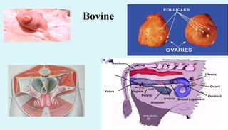 Bovine
 