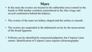 • In the mare the ovaries are located in the sublumbar area (ventral to the
fourth or fifth lumbar vertebra) craniolateral to the iliac wings and
several centimeters behind the kidneys.
• The ovaries of the mare are kidney shaped and the surface is smooth.
• The ovaries are suspended in the abdominal cavity by the mesovarium
of the broad ligament.
• Follicles can be identified by transrectal palpation, but Corpora Lutea
cannot. Identification of Corpora Lutea requires ultrasonography
Mare
 