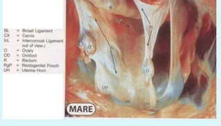 Anatomy of female reproductive organs in domestic animals