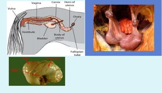 Anatomy of female reproductive organs in domestic animals