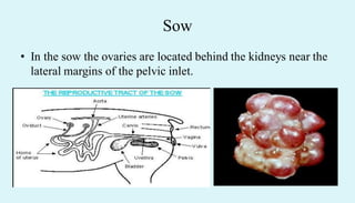 Sow
• In the sow the ovaries are located behind the kidneys near the
lateral margins of the pelvic inlet.
 