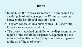 Bitch
• In the bitch the ovaries are located 1-3 cm behind the
caudal pole of kidneys opposite 3rd lumbar vertebra
between the last rib and crest of ileum.
• They are concealed in a bursa with a 0.6-2.0 cm slit.
Ovaries are elongated and flat.
• The ovary is attached cranially to the diaphragm in the
region of the last rib by suspensory ligament and the
uterine end is attached by a very short proper ligament
to the tip of the uterine horn
 