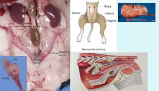 Anatomy of female reproductive organs in domestic animals