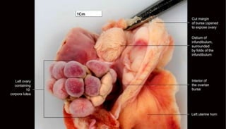 Anatomy of female reproductive organs in domestic animals