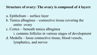 Structure of ovary: The ovary is composed of 4 layers
a. Epithelium – surface layer
b. Tunica albuginea – connective tissue covering the
entire ovary
c. Cortex – beneath tunica albuginea
i. contains follicles in various stages of development
d. Medulla – loose connective tissue, blood vessels,
lymphatics, and nerves
 