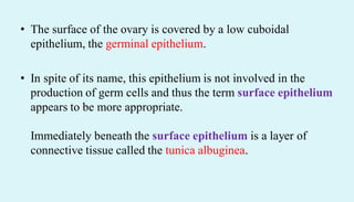 • The surface of the ovary is covered by a low cuboidal
epithelium, the germinal epithelium.
• In spite of its name, this epithelium is not involved in the
production of germ cells and thus the term surface epithelium
appears to be more appropriate.
Immediately beneath the surface epithelium is a layer of
connective tissue called the tunica albuginea.
 