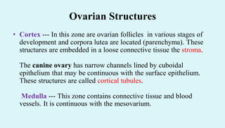 Ovarian Structures
• Cortex --- In this zone are ovarian follicles in various stages of
development and corpora lutea are located (parenchyma). These
structures are embedded in a loose connective tissue the stroma.
The canine ovary has narrow channels lined by cuboidal
epithelium that may be continuous with the surface epithelium.
These structures are called cortical tubules.
Medulla --- This zone contains connective tissue and blood
vessels. It is continuous with the mesovarium.
 