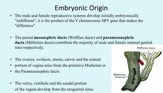 Embryonic Origin
• The male and female reproductive systems develop initially embryonically
"indifferent", it is the product of the Y chromosome SRY gene that makes the
"difference".
• The paired mesonephric ducts (Wolffian ducts) and paramesonephric
ducts (Müllerian ducts) contribute the majority of male and female internal genital
tract respectively.
• The ovaries, oviducts, uterus, cervix and the cranial
• portion of vagina arise from the primitive Mullerian or
• the Paramesonephric ducts
• The vulva, vestibule and the caudal portion
of the vagina develop from the urogenital sinus.
 