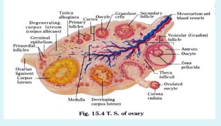 Anatomy of female reproductive organs in domestic animals