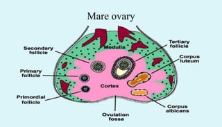Mare ovary
 