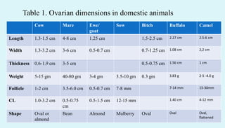 Cow Mare Ewe/
goat
Sow Bitch Buffalo Camel
Length 1.3-1.5 cm 4-8 cm 1.25 cm 1.5-2.5 cm 2.27 cm 2.5-6 cm
Width 1.3-3.2 cm 3-6 cm 0.5-0.7 cm 0.7-1.25 cm 1.08 cm 2,2 cm
Thickness 0.6-1.9 cm 3-5 cm 0.5-0.75 cm 1.56 cm 1 cm
Weight 5-15 gm 40-80 gm 3-4 gm 3.5-10 gm 0.3 gm 3.83 g 2-5 -4.0 g
Follicle 1-2 cm 3.5-6.0 cm 0.5-0.7 cm 7-8 mm 7-14 mm 15-30mm
CL 1.0-3.2 cm 0.5-0.75
cm
0.5-1.5 cm 12-15 mm 1.40 cm 4-12 mm
Shape Oval or
almond
Bean Almond Mulberry Oval Oval Oval,
flattened
Table 1. Ovarian dimensions in domestic animals
 