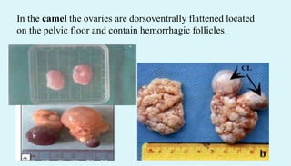 In the camel the ovaries are dorsoventrally flattened located
on the pelvic floor and contain hemorrhagic follicles.
 