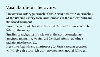 Vasculature of the ovary.
The ovarian artery (a branch of the Aorta) and ovarian branches
of the uterine artery form anastomoses in the mesovarium and
the broad ligament.
From this arterial plexus ~10 coiled Helicine arteries enter the
hilus of the ovary.
Smaller branches form a plexus at the cortico-medullary
junction, giving rise to straight Cortical arterioles, which
radiate into the cortex.
Here they branch and anastomose to form vascular arcades,
which give rise to a rich capillary network around follicles.
 