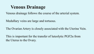Venous Drainage
Venous drainage follows the course of the arterial system.
Medullary veins are large and tortuous.
The Ovarian Artery is closely associated with the Uterine Vein.
This is important for the transfer of luteolytic PGF2α from
the Uterus to the Ovary.
 