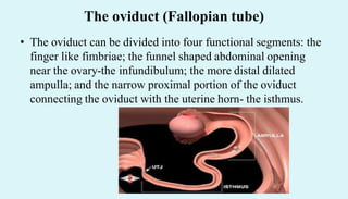 The oviduct (Fallopian tube)
• The oviduct can be divided into four functional segments: the
finger like fimbriae; the funnel shaped abdominal opening
near the ovary-the infundibulum; the more distal dilated
ampulla; and the narrow proximal portion of the oviduct
connecting the oviduct with the uterine horn- the isthmus.
 